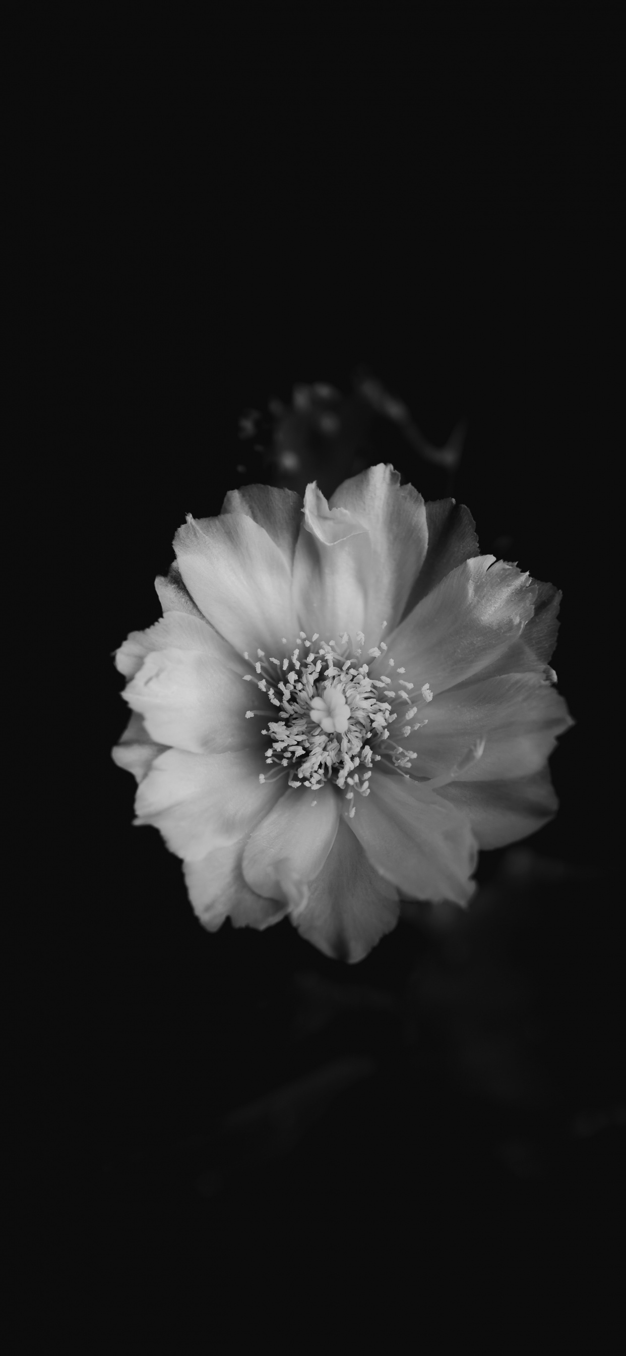 Photo en Niveaux de Gris D'une Fleur Blanche. Wallpaper in 1242x2688 Resolution