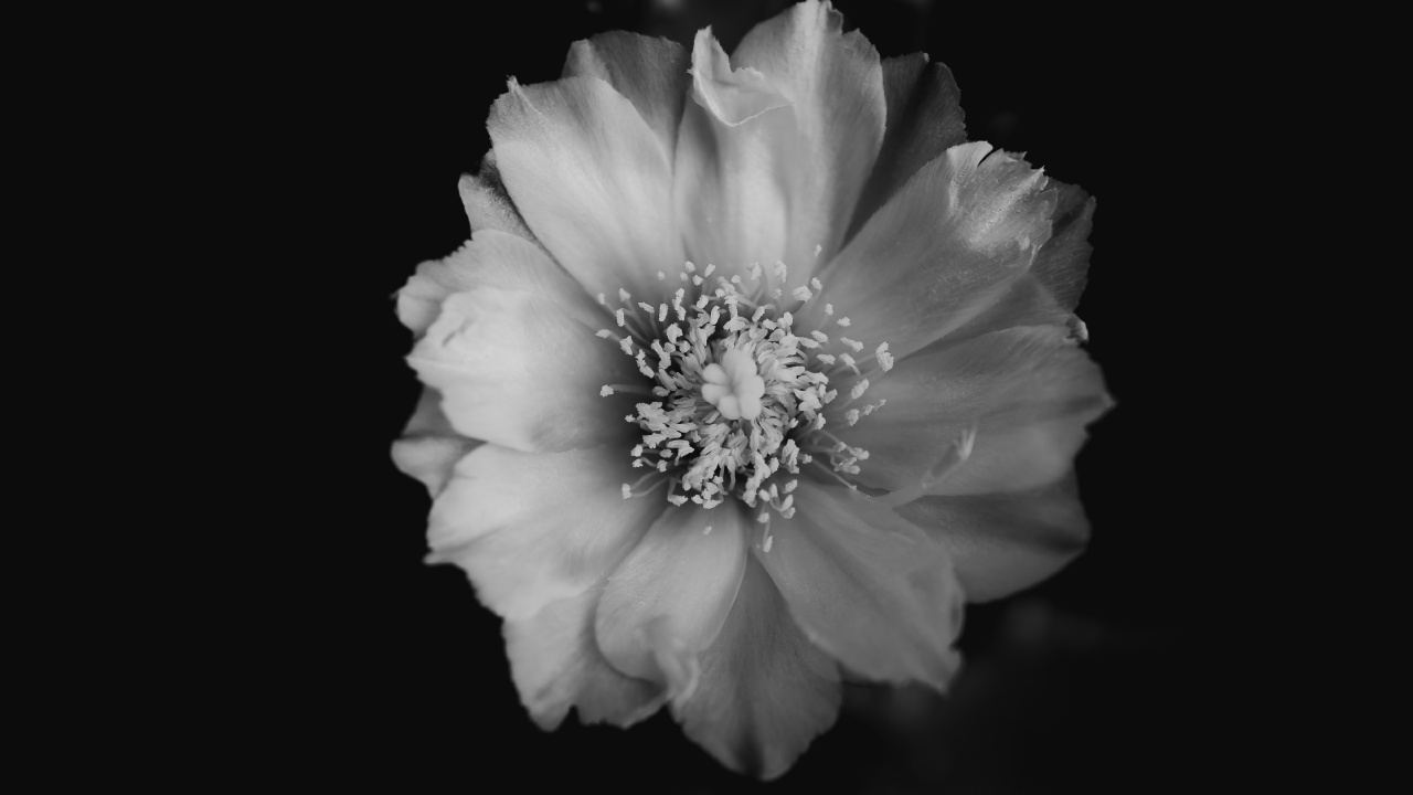 Photo en Niveaux de Gris D'une Fleur Blanche. Wallpaper in 1280x720 Resolution