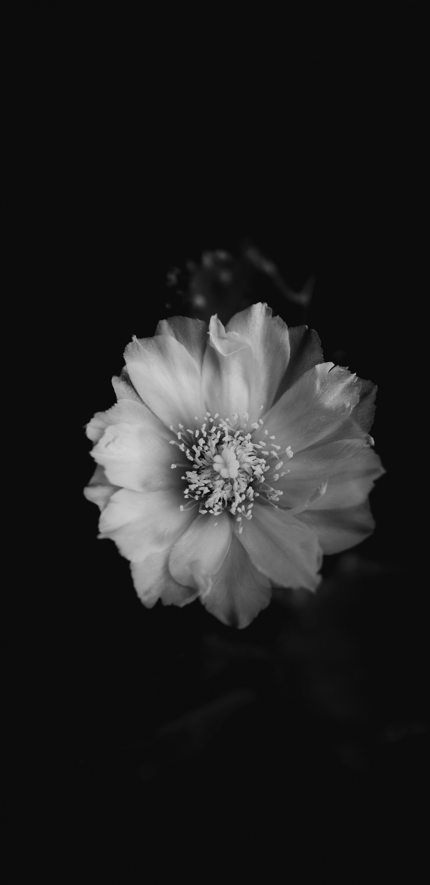 Photo en Niveaux de Gris D'une Fleur Blanche. Wallpaper in 1440x2960 Resolution