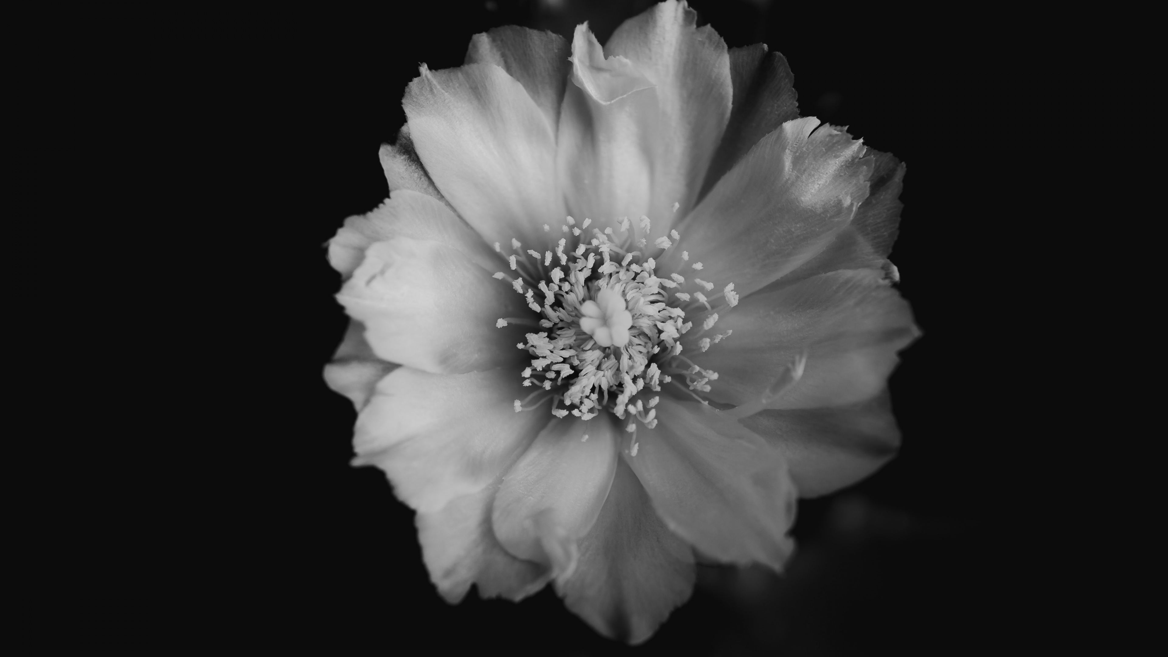 Photo en Niveaux de Gris D'une Fleur Blanche. Wallpaper in 3840x2160 Resolution