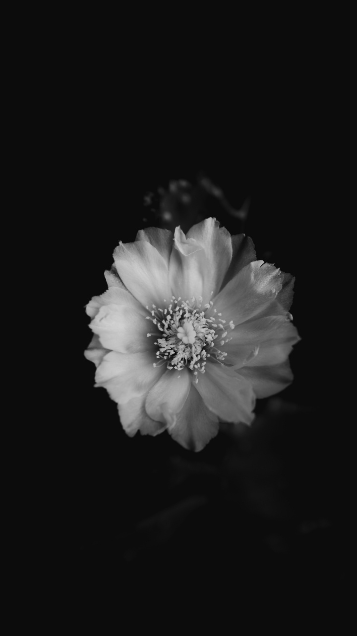 Photo en Niveaux de Gris D'une Fleur Blanche. Wallpaper in 720x1280 Resolution