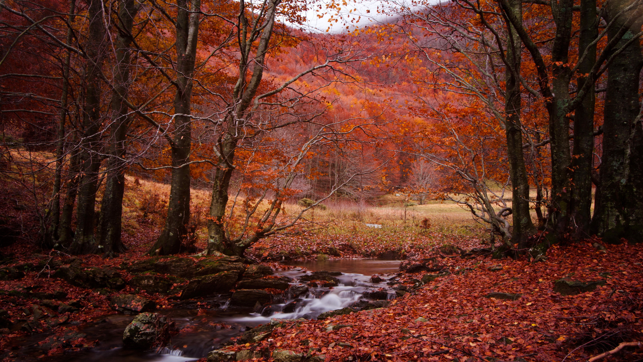 Brown Trees Near River During Daytime. Wallpaper in 2560x1440 Resolution