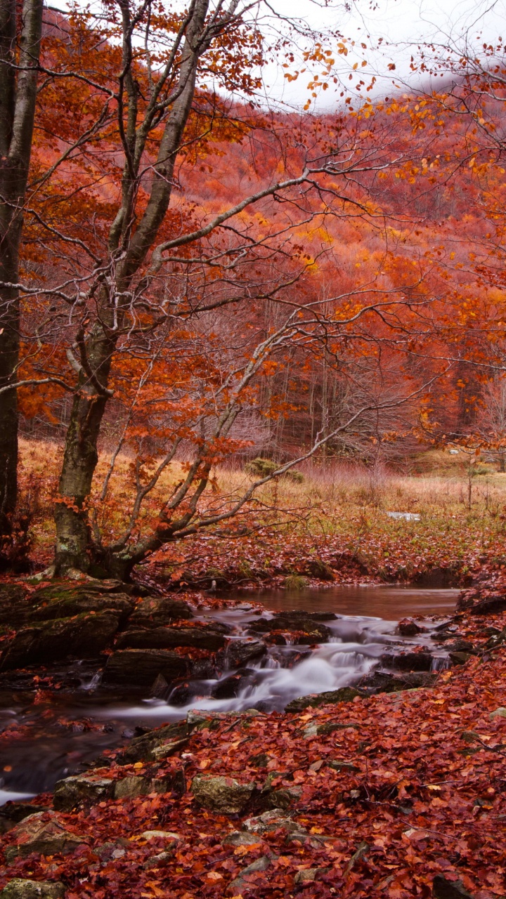 Brown Trees Near River During Daytime. Wallpaper in 720x1280 Resolution