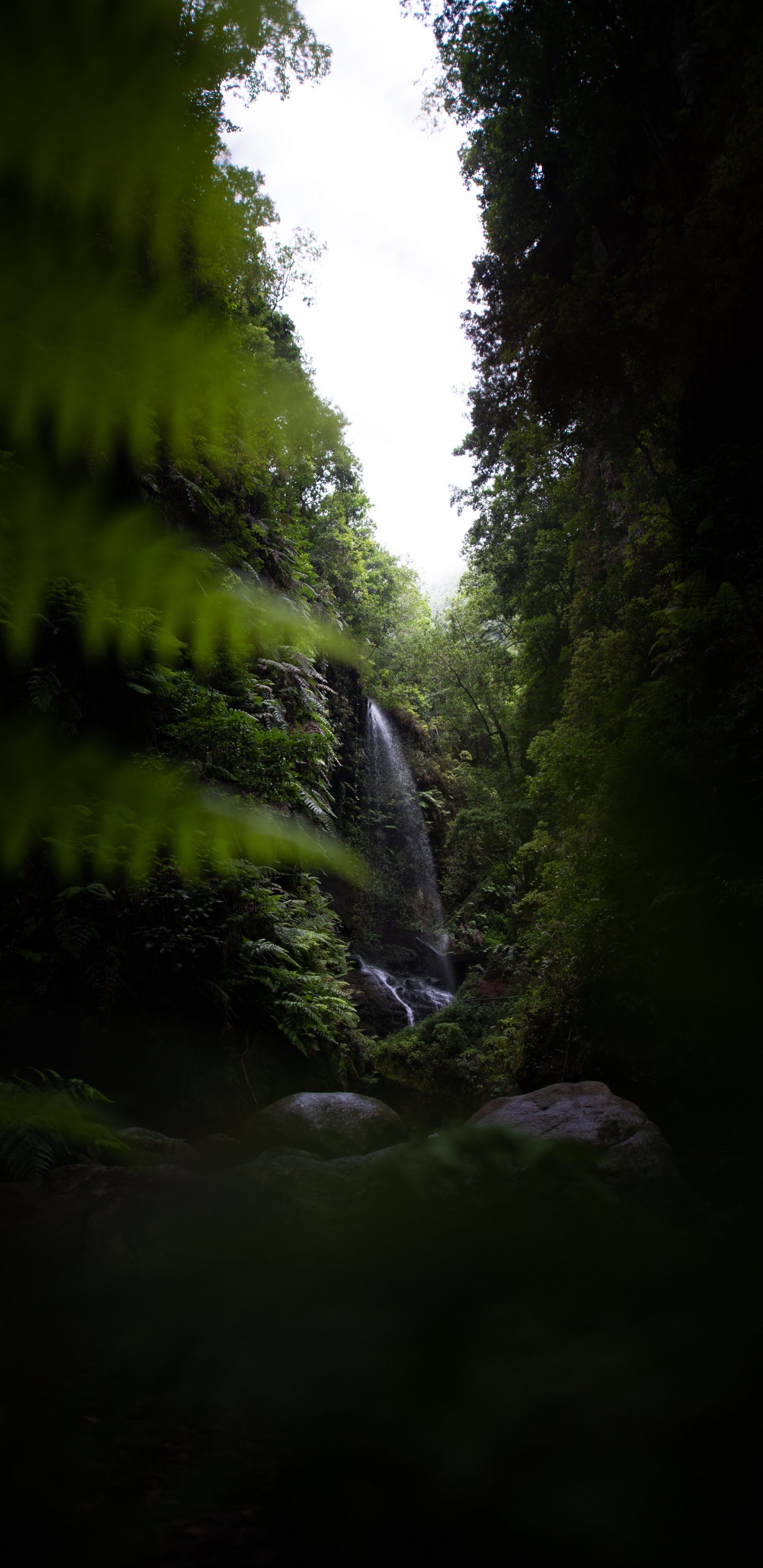 Nature, Green, Eau, Environnement Naturel, Forêt. Wallpaper in 1440x2960 Resolution