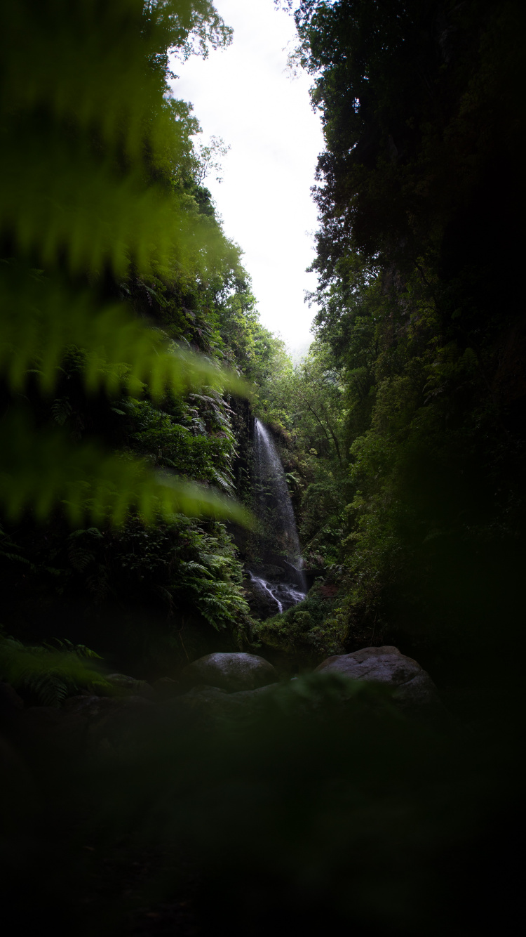 Nature, Green, Eau, Environnement Naturel, Forêt. Wallpaper in 750x1334 Resolution