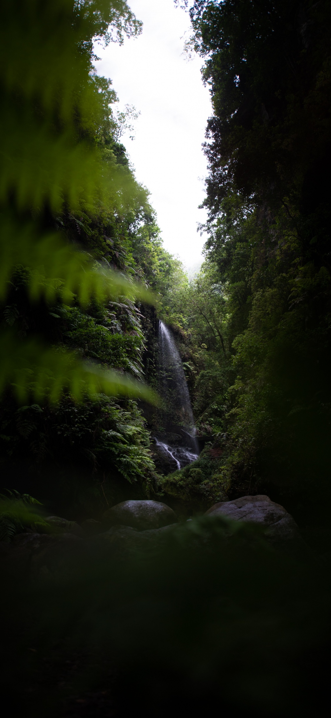 Naturaleza, Verde, Agua, Entorno Natural, Luz. Wallpaper in 1125x2436 Resolution