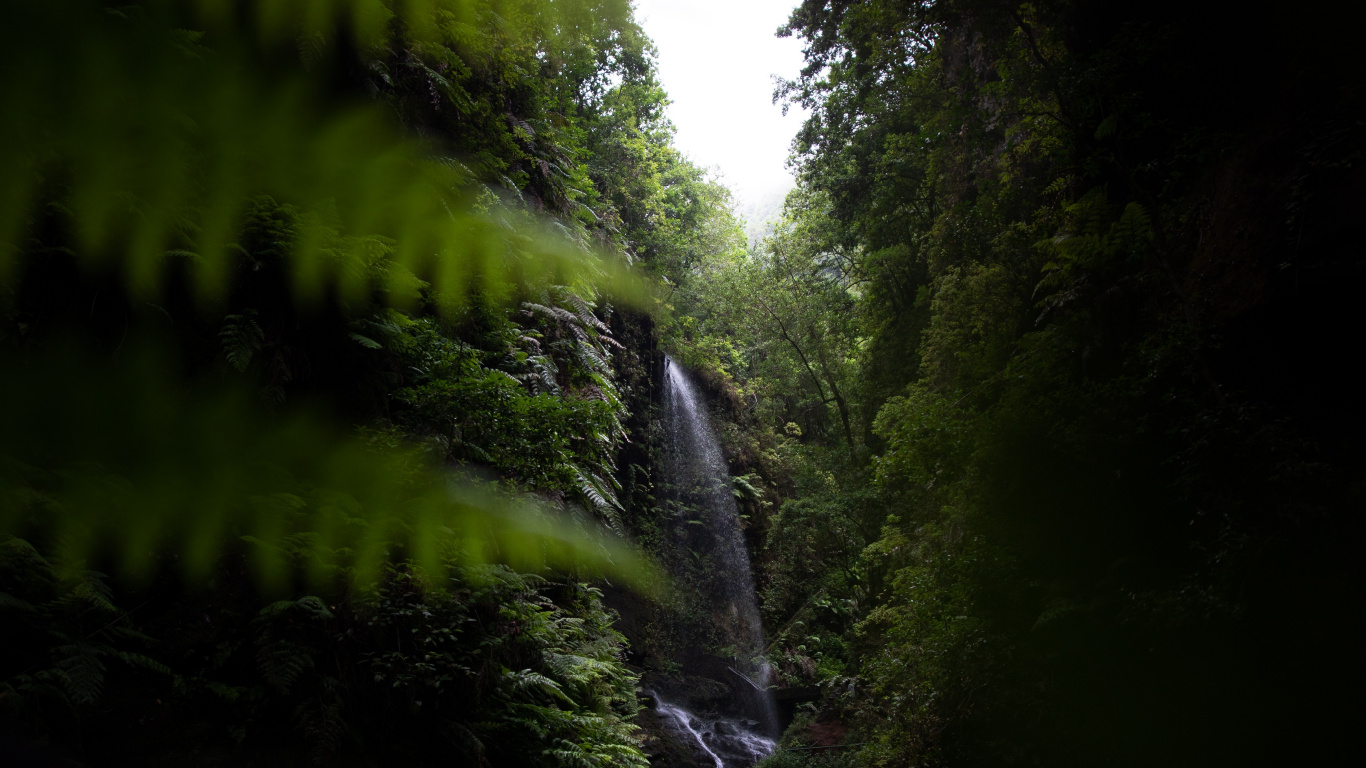 Naturaleza, Verde, Agua, Entorno Natural, Luz. Wallpaper in 1366x768 Resolution