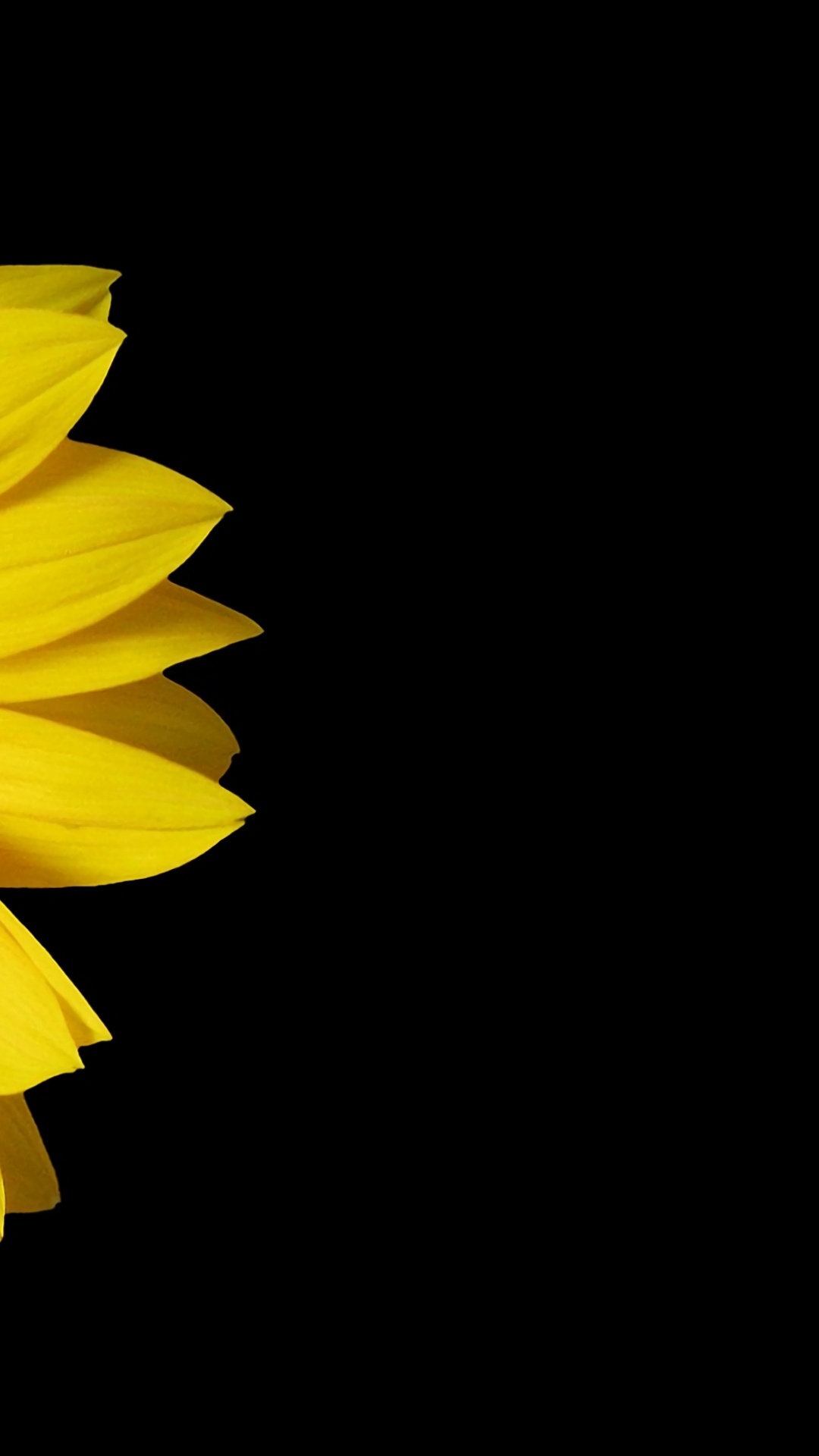 Black Sunflower Wallpaper Images - Free Download on Freepik