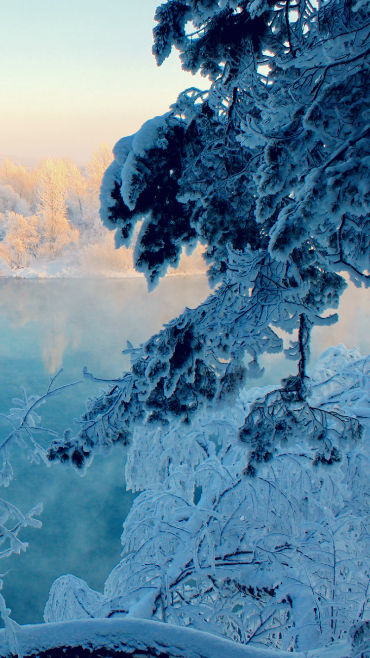 Snow Covered Trees Near River During Daytime. Wallpaper in 750x1334 Resolution