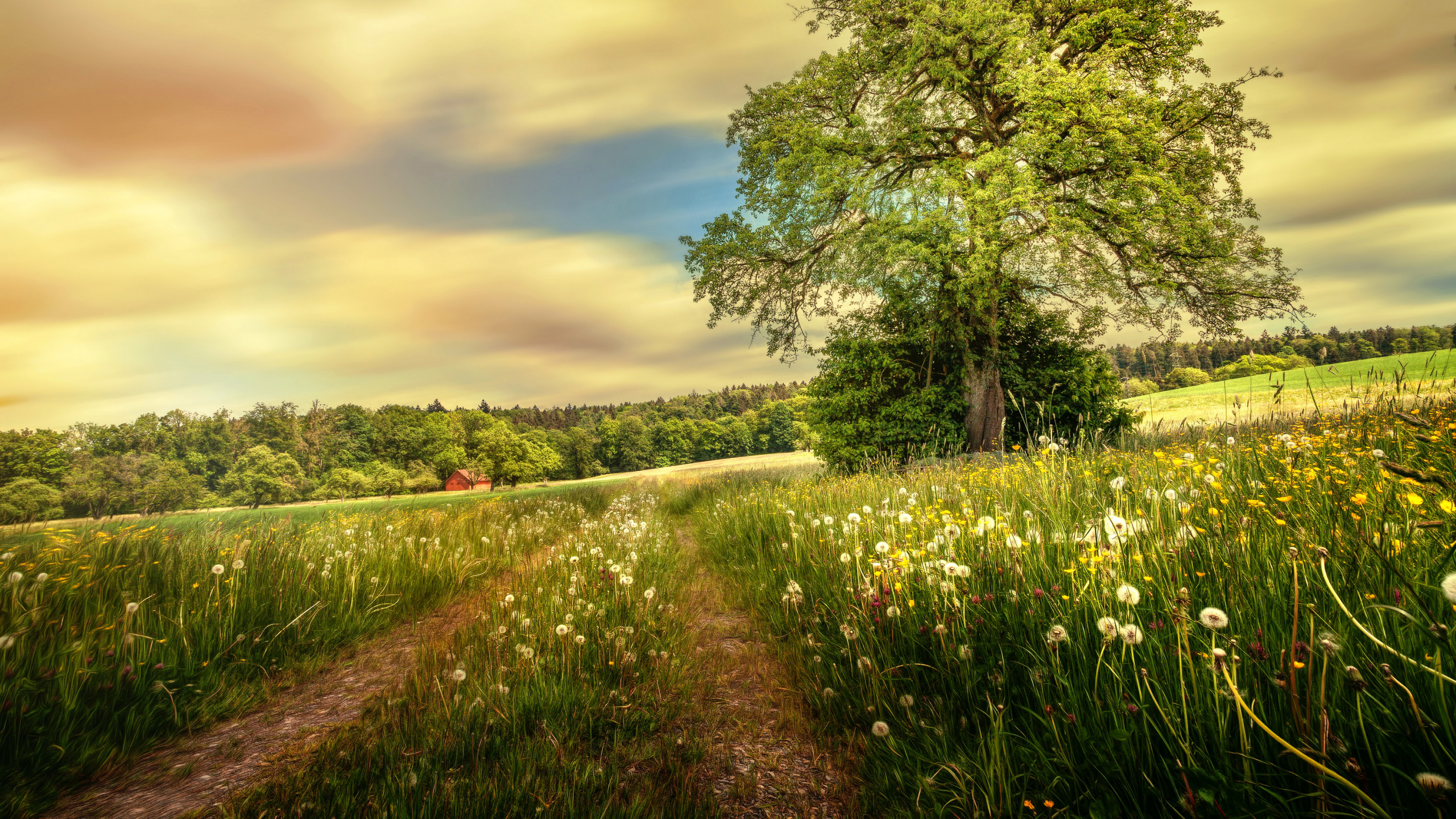 Green Grass Field and Green Trees Under White Clouds and Blue Sky During Daytime. Wallpaper in 2560x1440 Resolution