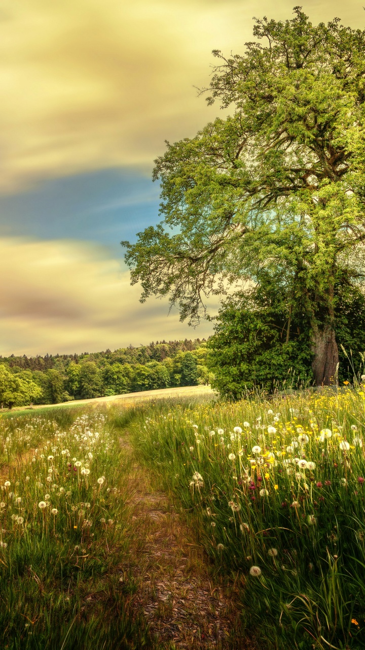 Green Grass Field and Green Trees Under White Clouds and Blue Sky During Daytime. Wallpaper in 720x1280 Resolution