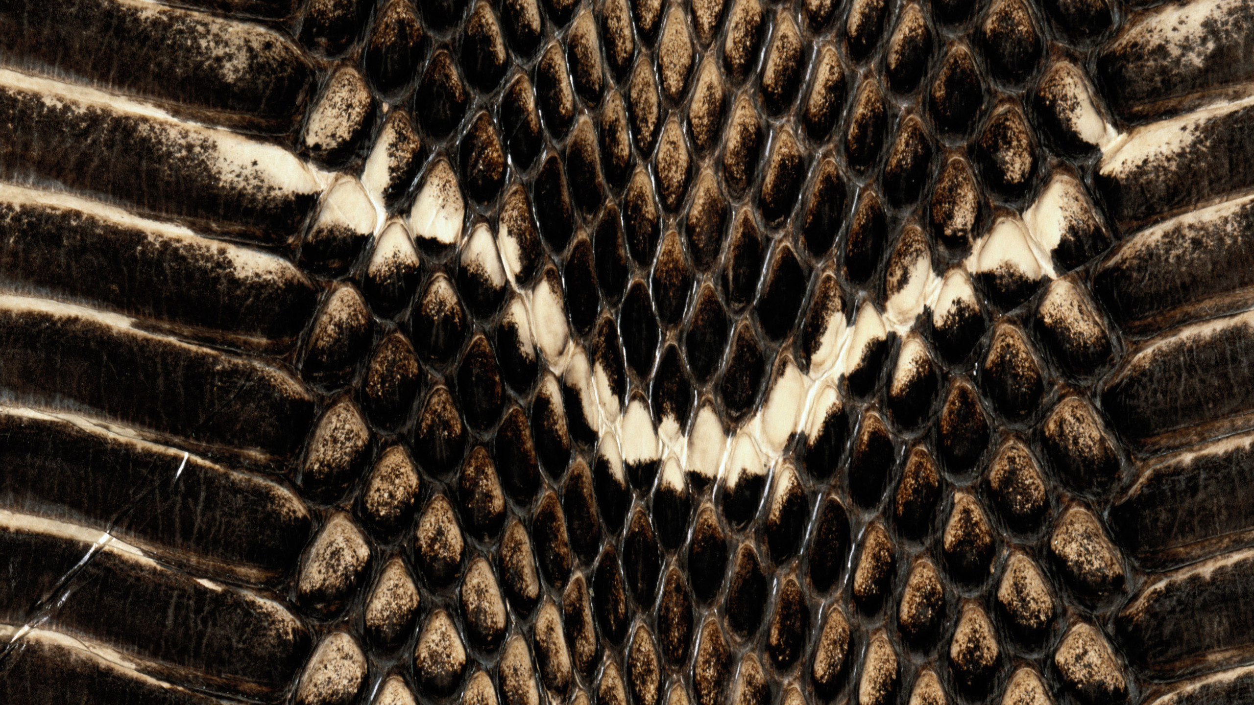 Schwarze Und Braune Schlangenhaut. Wallpaper in 2560x1440 Resolution