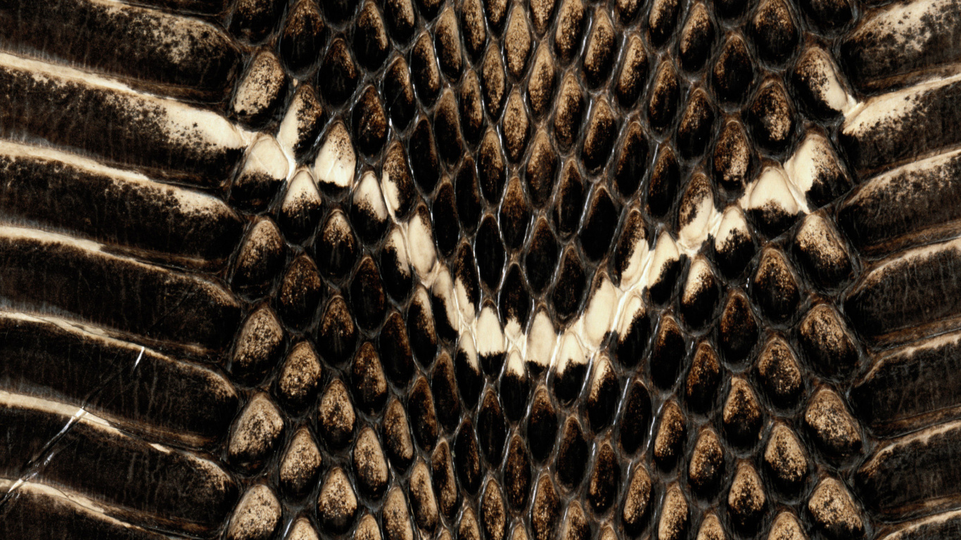 Piel de Serpiente Negra y Marrón. Wallpaper in 1366x768 Resolution