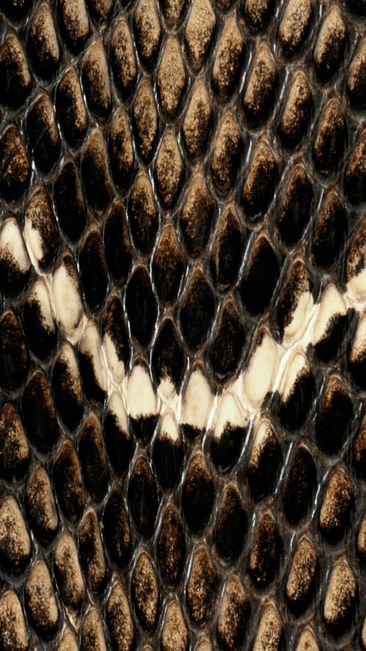 Black and Brown Snake Skin. Wallpaper in 750x1334 Resolution