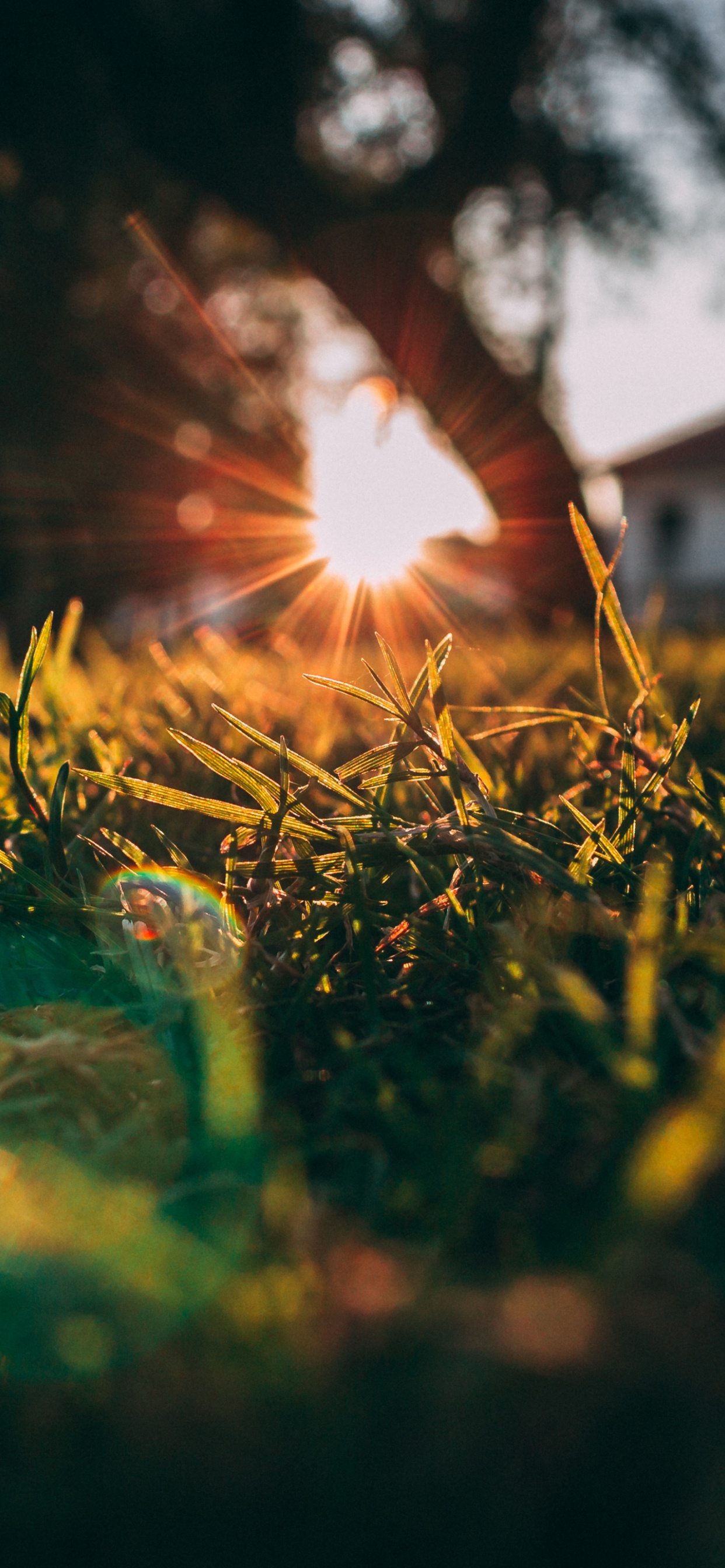 Natur, Atmosphäre, Branch, Holz, Naturlandschaft. Wallpaper in 1242x2688 Resolution