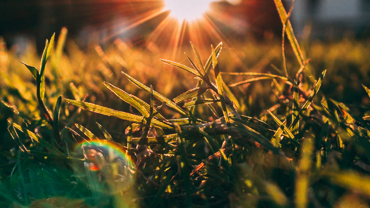 Naturaleza, Ambiente, Sucursal, Madera, Paisaje Natural. Wallpaper in 1280x720 Resolution