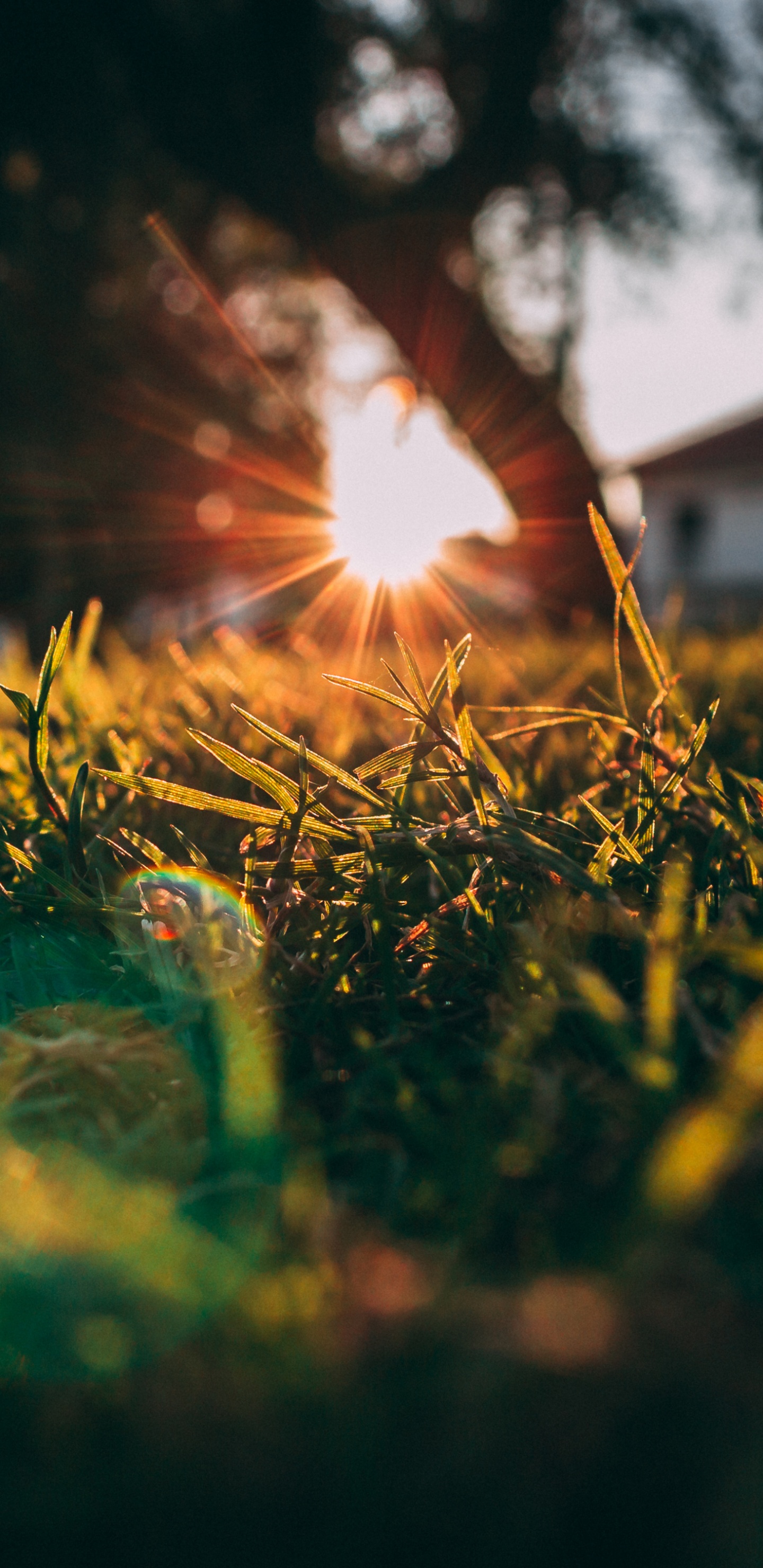 Nature, Atmosphere, Plant, Branch, Wood. Wallpaper in 1440x2960 Resolution
