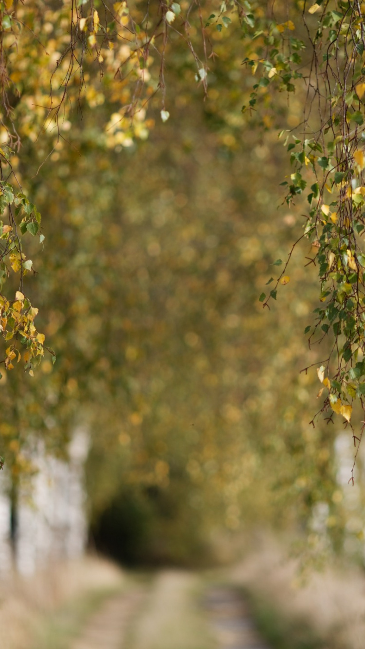 Fleurs Jaunes Sur Terrain D'herbe Verte Pendant la Journée. Wallpaper in 750x1334 Resolution