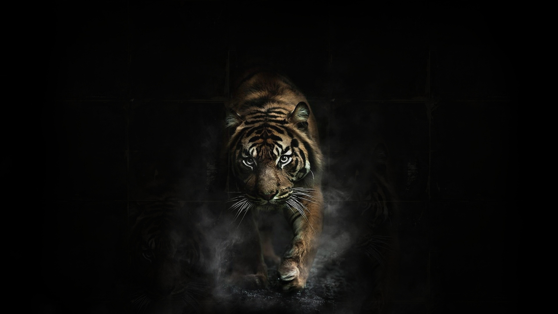 Tiger, Black Tiger, Haar, Bengal Tiger, Sibirischer Tiger. Wallpaper in 1920x1080 Resolution