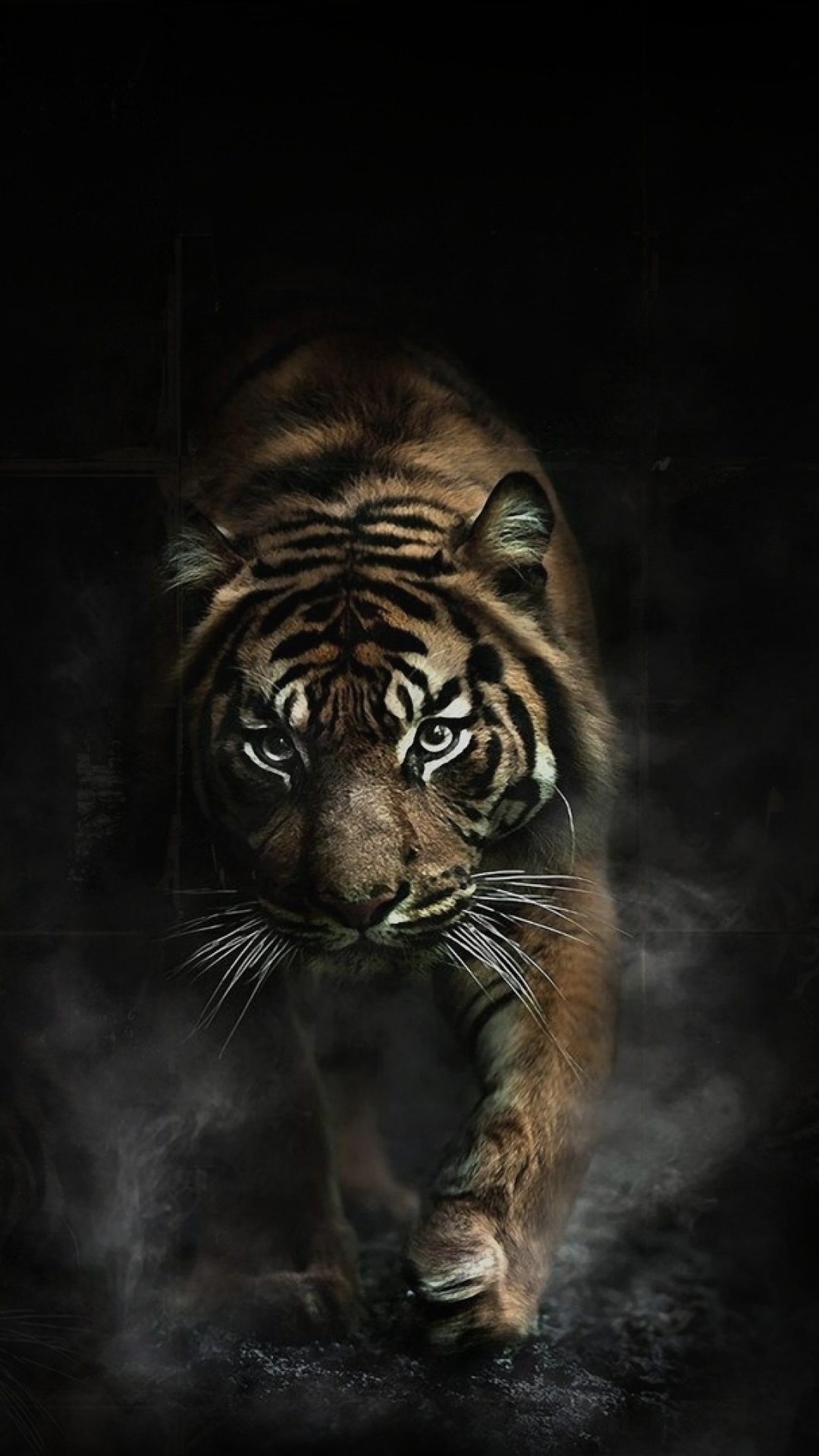 Tiger, Black Tiger, Hair, Bengal Tiger, Siberian Tiger. Wallpaper in 1080x1920 Resolution