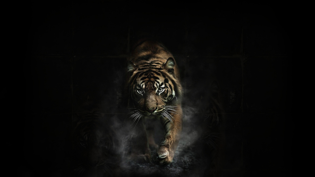 Tiger, Black Tiger, Hair, Bengal Tiger, Siberian Tiger. Wallpaper in 1280x720 Resolution