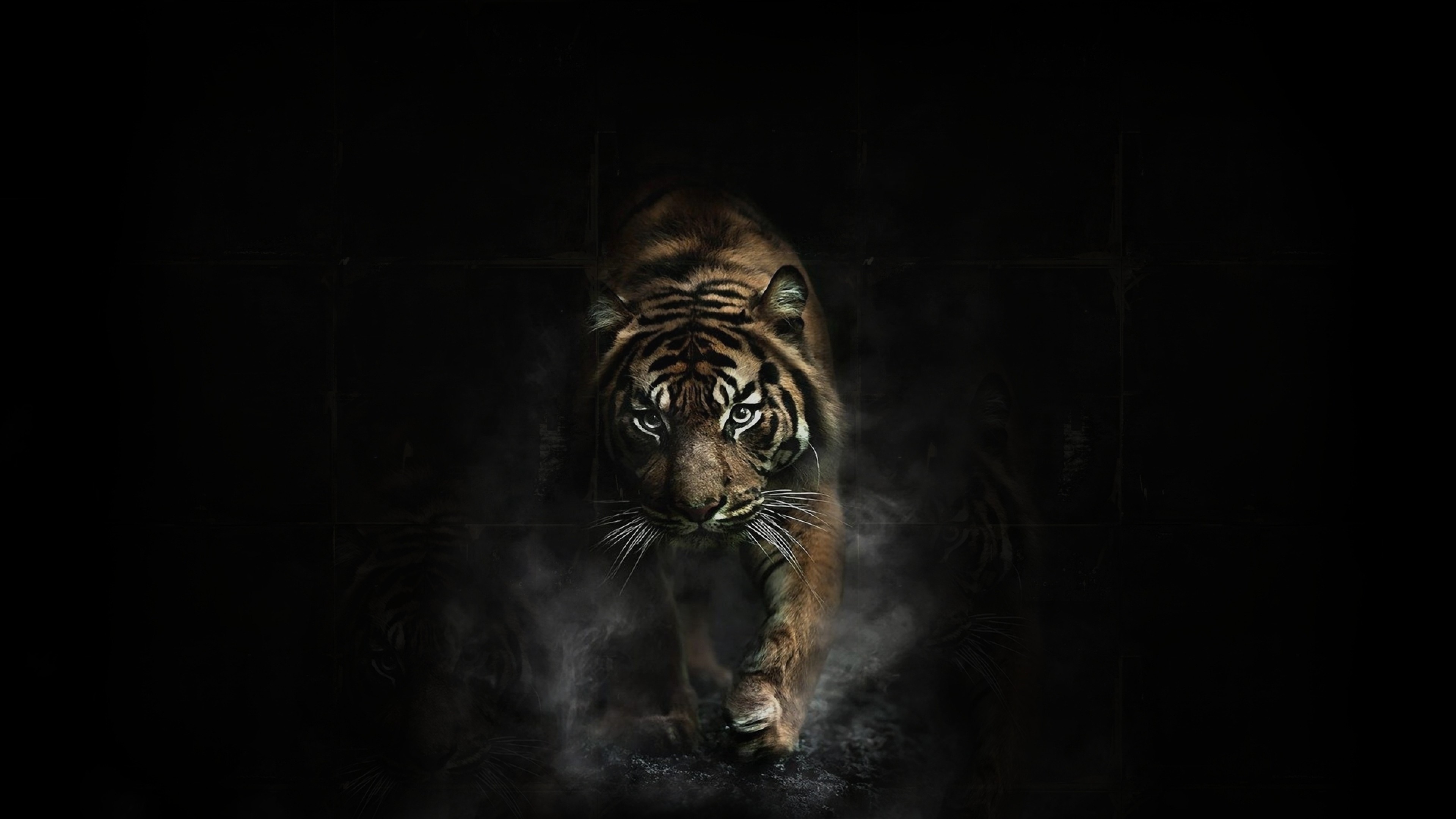 Tiger, Black Tiger, Hair, Bengal Tiger, Siberian Tiger. Wallpaper in 3840x2160 Resolution