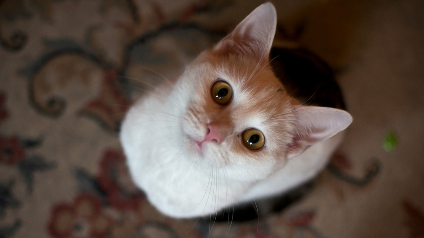 White and Orange Cat on Brown Textile. Wallpaper in 1366x768 Resolution