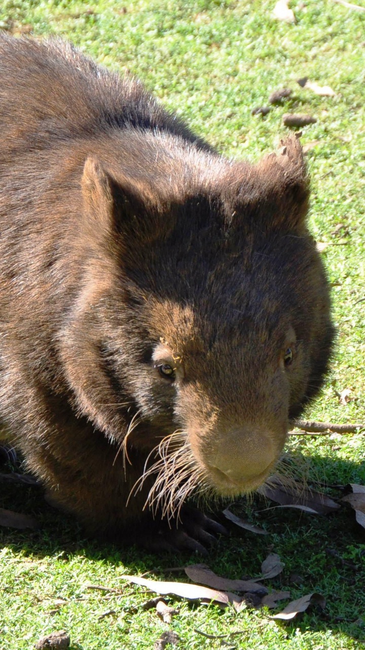 Braunes Und Schwarzes Tier Auf Grünem Gras Tagsüber. Wallpaper in 720x1280 Resolution