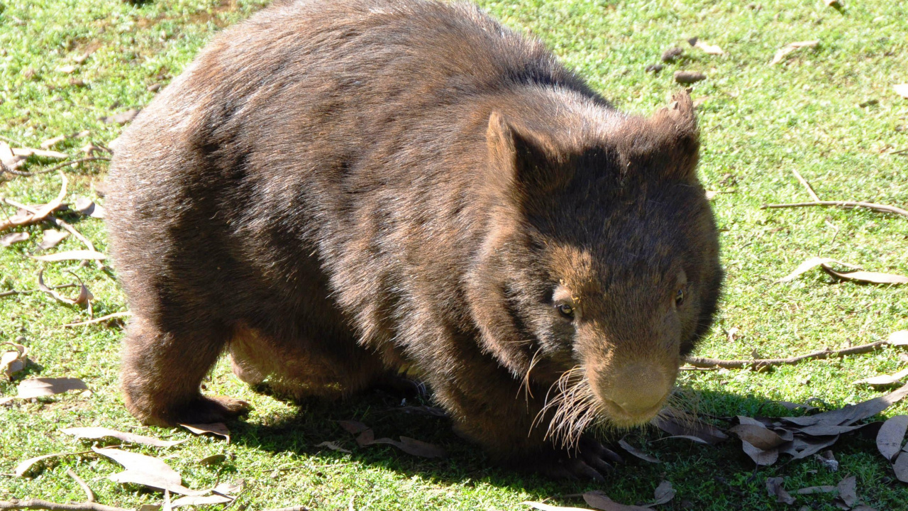 Brown and Black Animal on Green Grass During Daytime. Wallpaper in 1280x720 Resolution