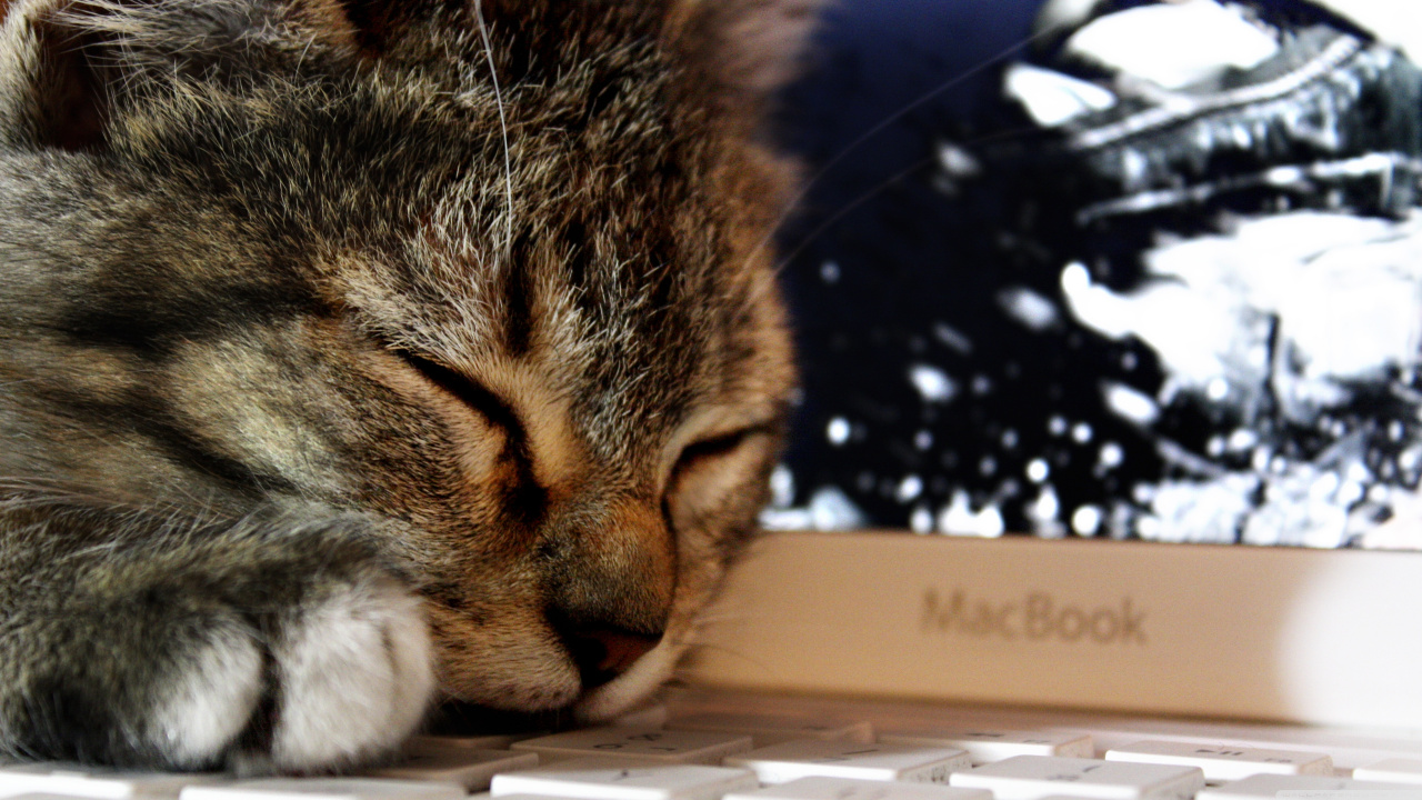 Chat Tigré Brun Sur Une Boîte en Carton Blanc. Wallpaper in 1280x720 Resolution