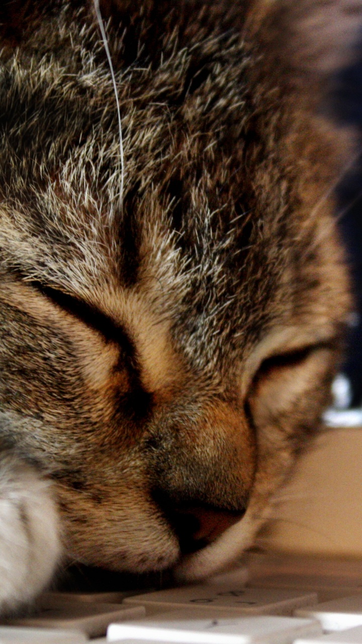 Braun Getigerte Katze Auf Weißem Karton. Wallpaper in 720x1280 Resolution