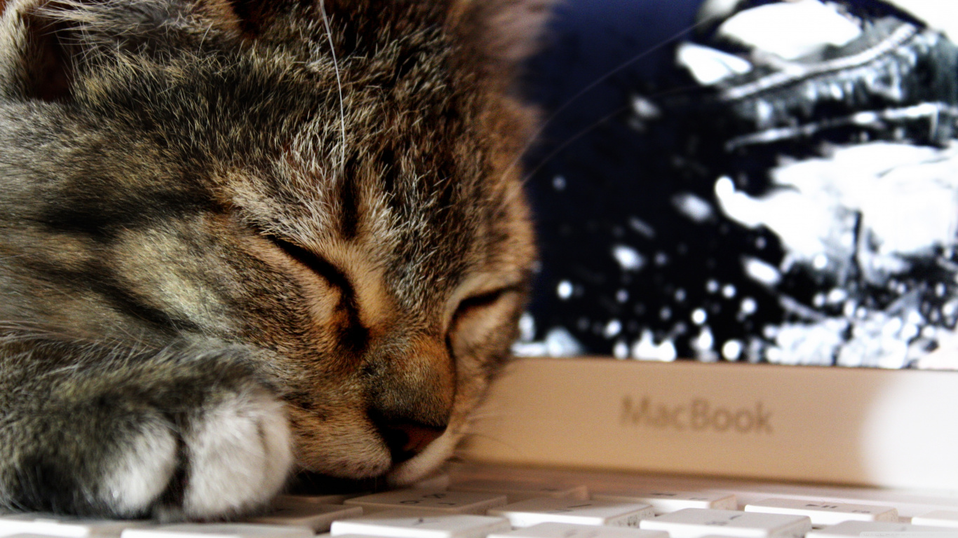 Brown Tabby Cat on White Cardboard Box. Wallpaper in 1366x768 Resolution