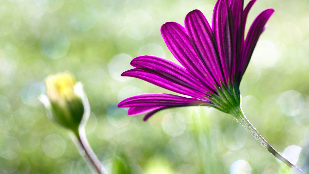 Flower, Plant, Purple, Colored, Botany. Wallpaper in 1280x720 Resolution