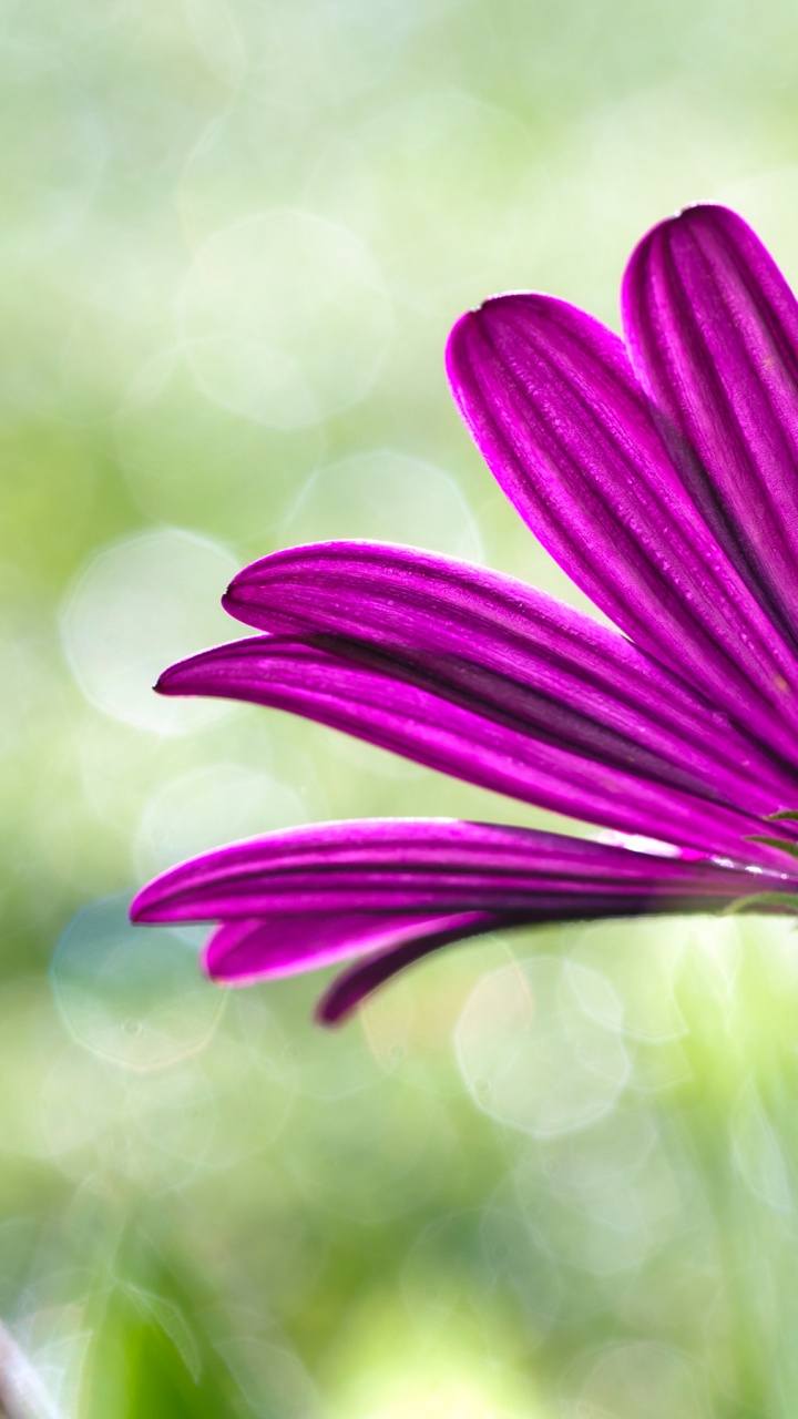 Flower, Plant, Purple, Colored, Botany. Wallpaper in 720x1280 Resolution