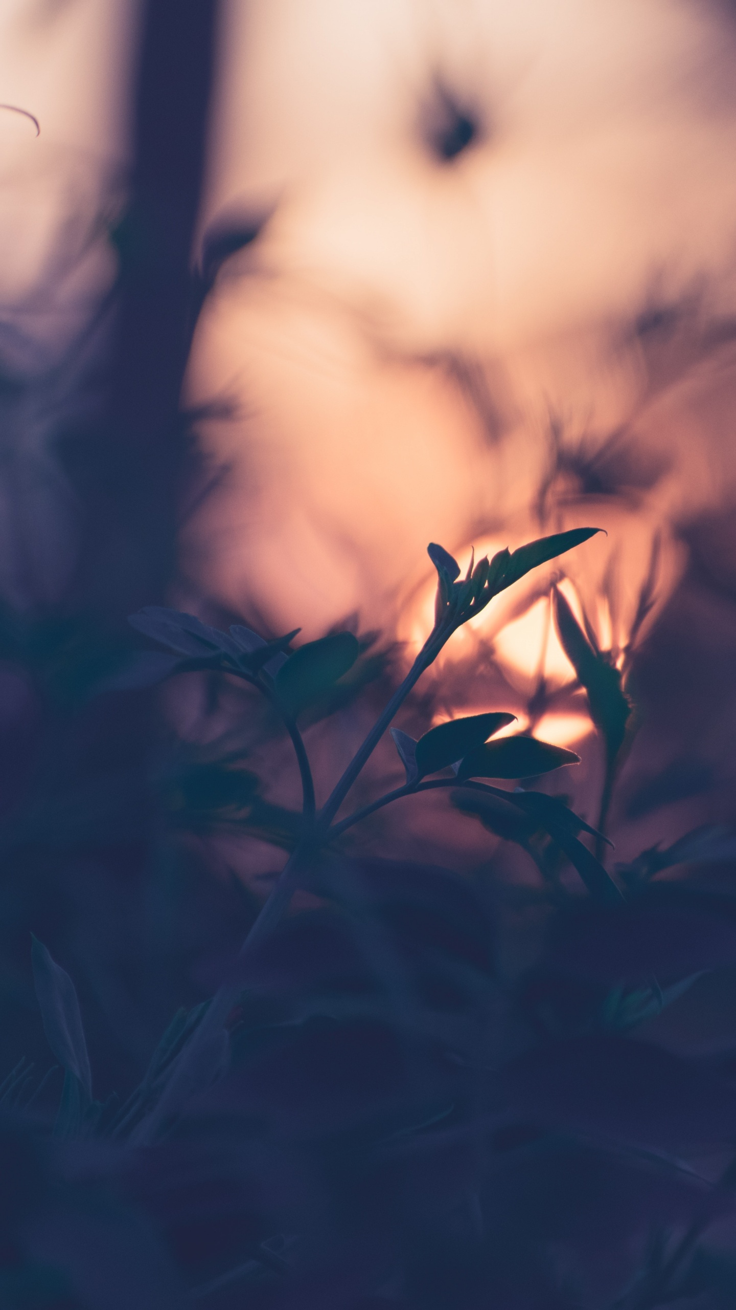 Natur, Blatt, Branch, Gras, Atmosphäre. Wallpaper in 1440x2560 Resolution