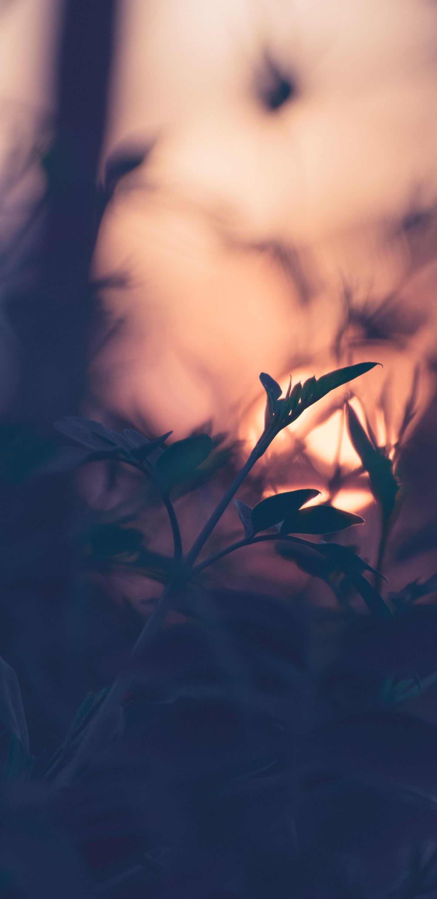 Natur, Blatt, Branch, Gras, Atmosphäre. Wallpaper in 1440x2960 Resolution