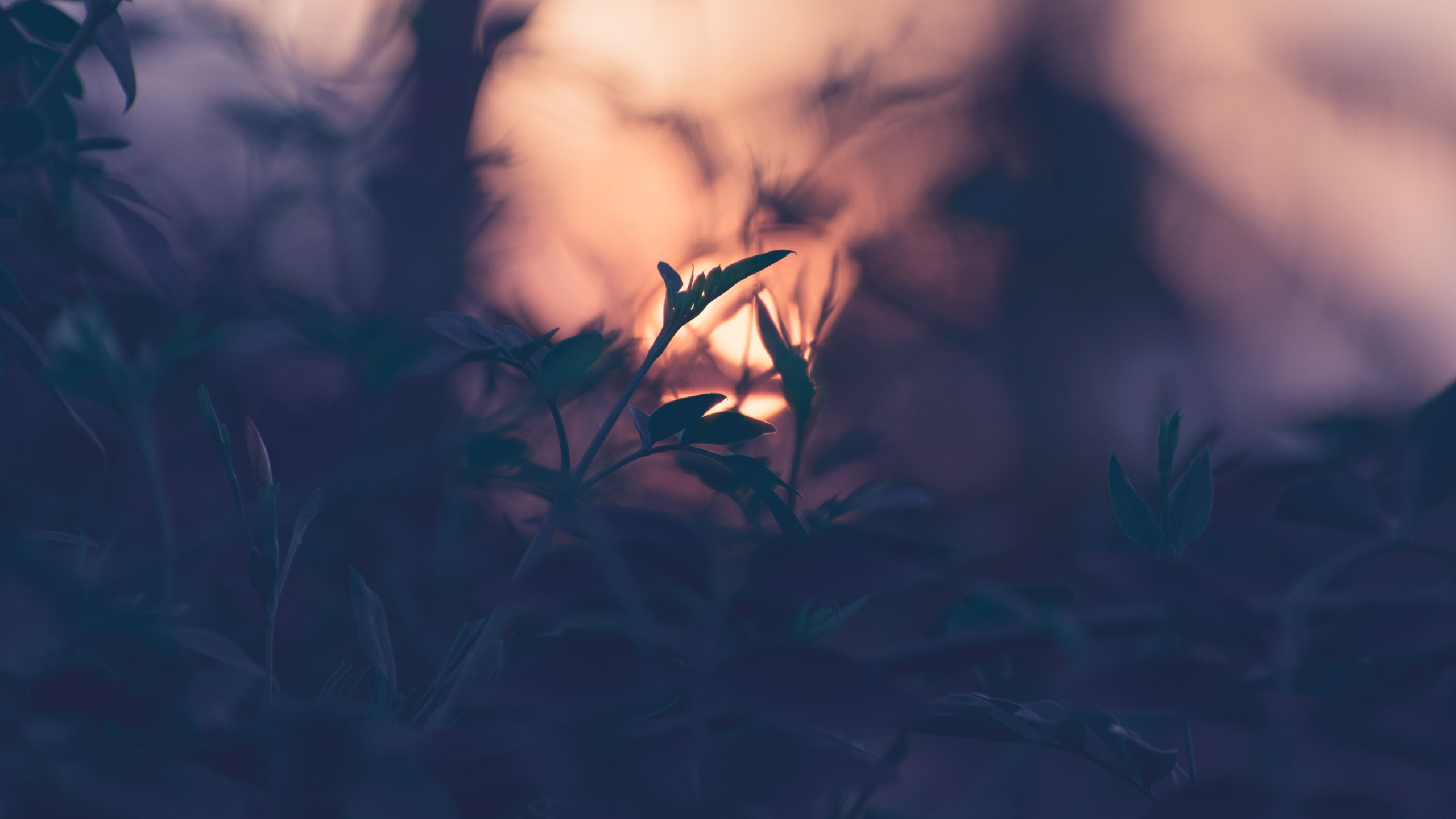 Natur, Blatt, Branch, Gras, Atmosphäre. Wallpaper in 2560x1440 Resolution