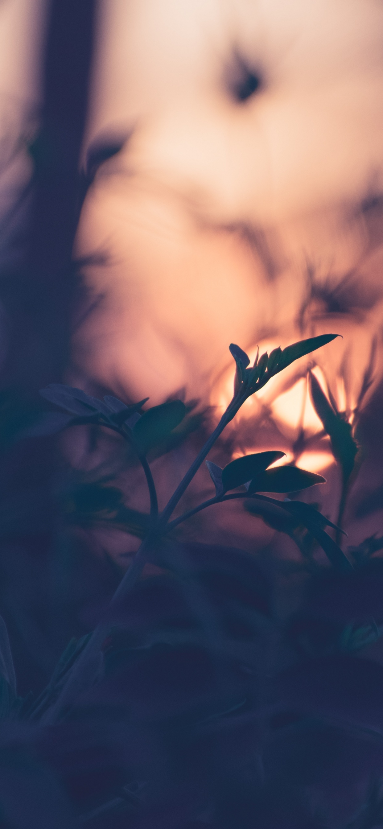 Nature, Leaf, Branch, Grass, Atmosphere. Wallpaper in 1242x2688 Resolution