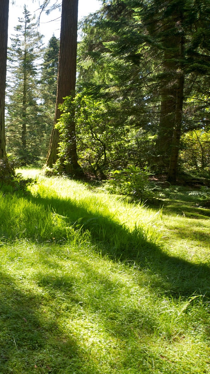 Champ D'herbe Verte Avec Des Arbres. Wallpaper in 720x1280 Resolution