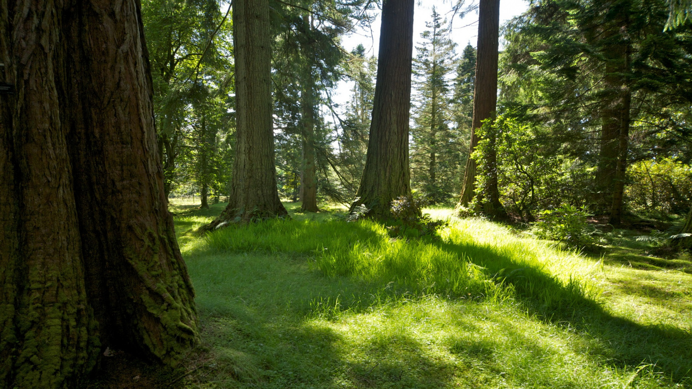 林地, 森林, 植被, Grove, 性质 壁纸 1366x768 允许