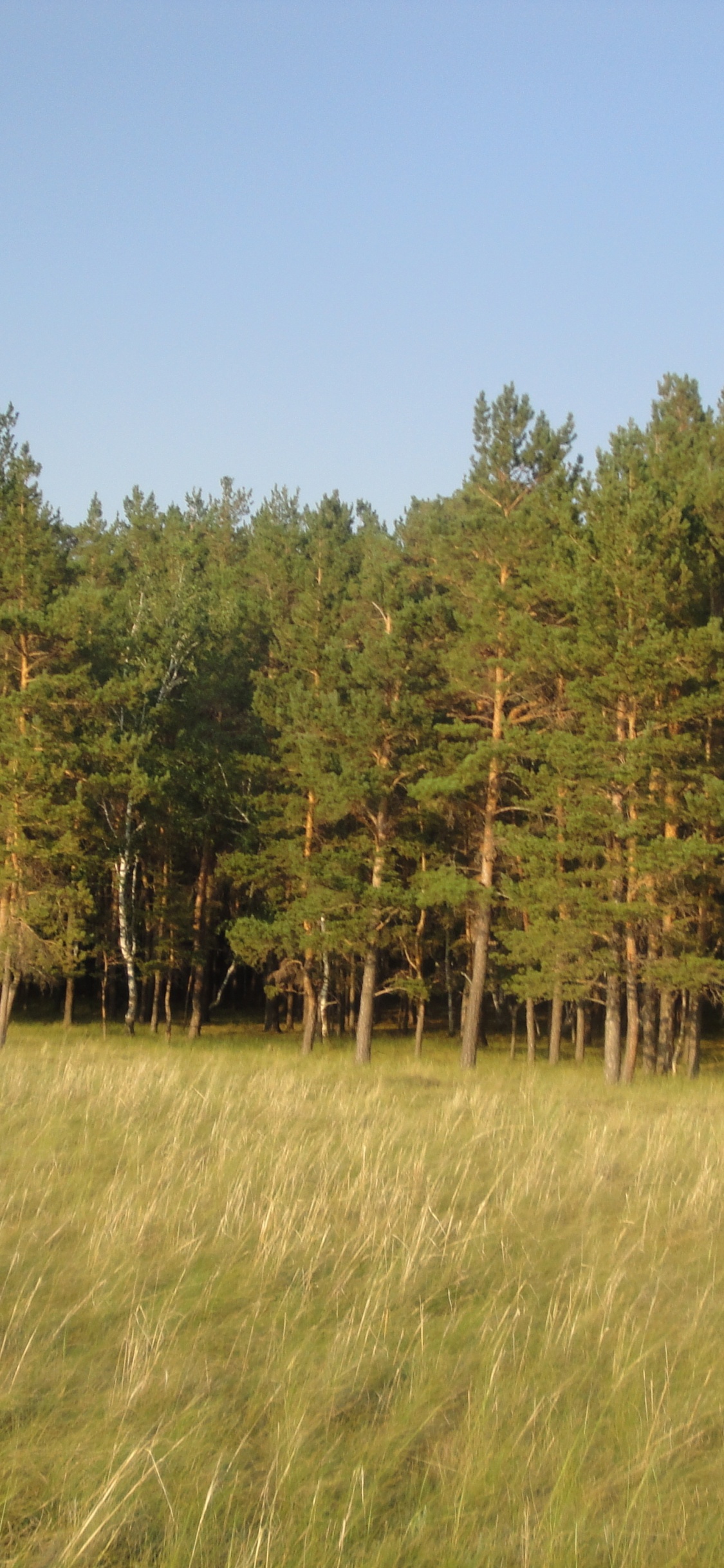 Arbres Verts Sous Ciel Bleu Pendant la Journée. Wallpaper in 1125x2436 Resolution