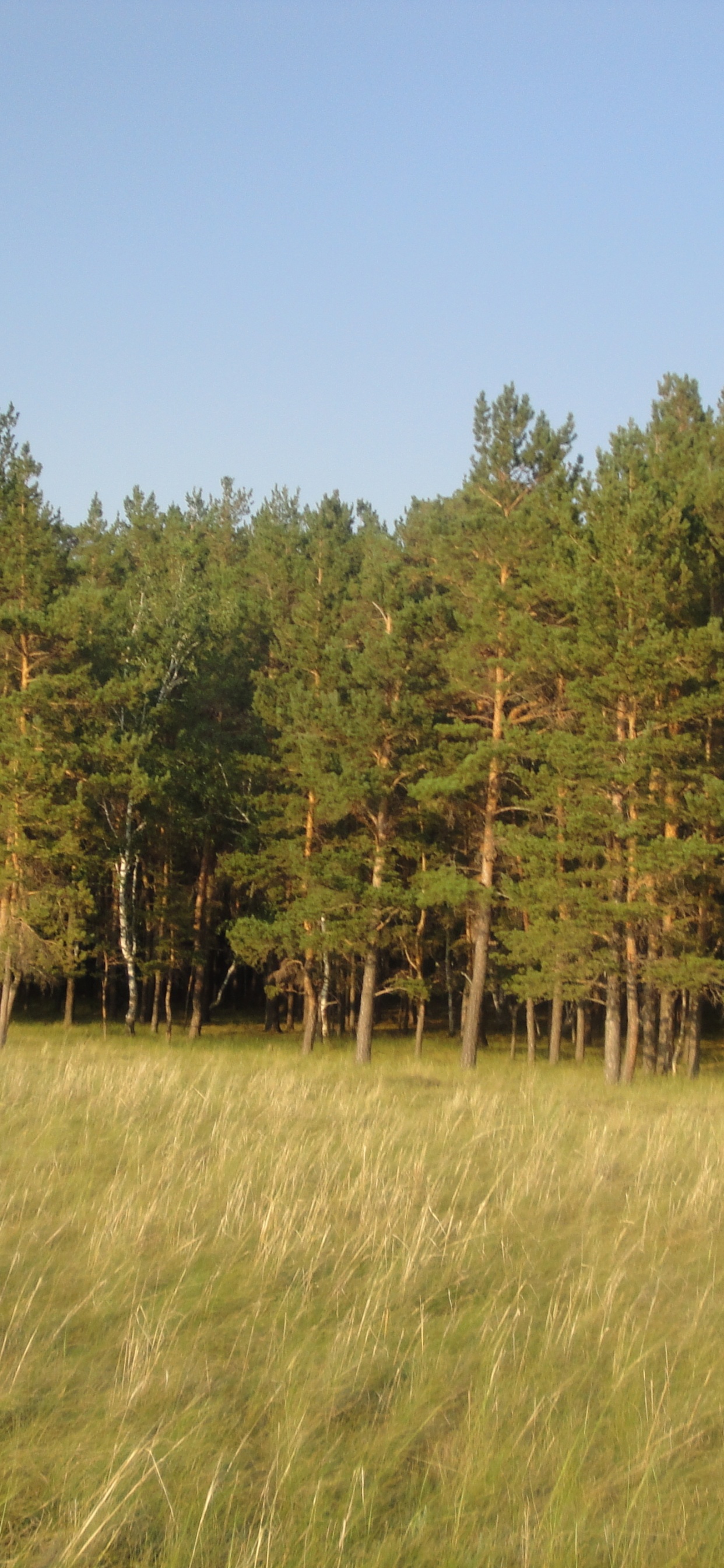 Arbres Verts Sous Ciel Bleu Pendant la Journée. Wallpaper in 1242x2688 Resolution
