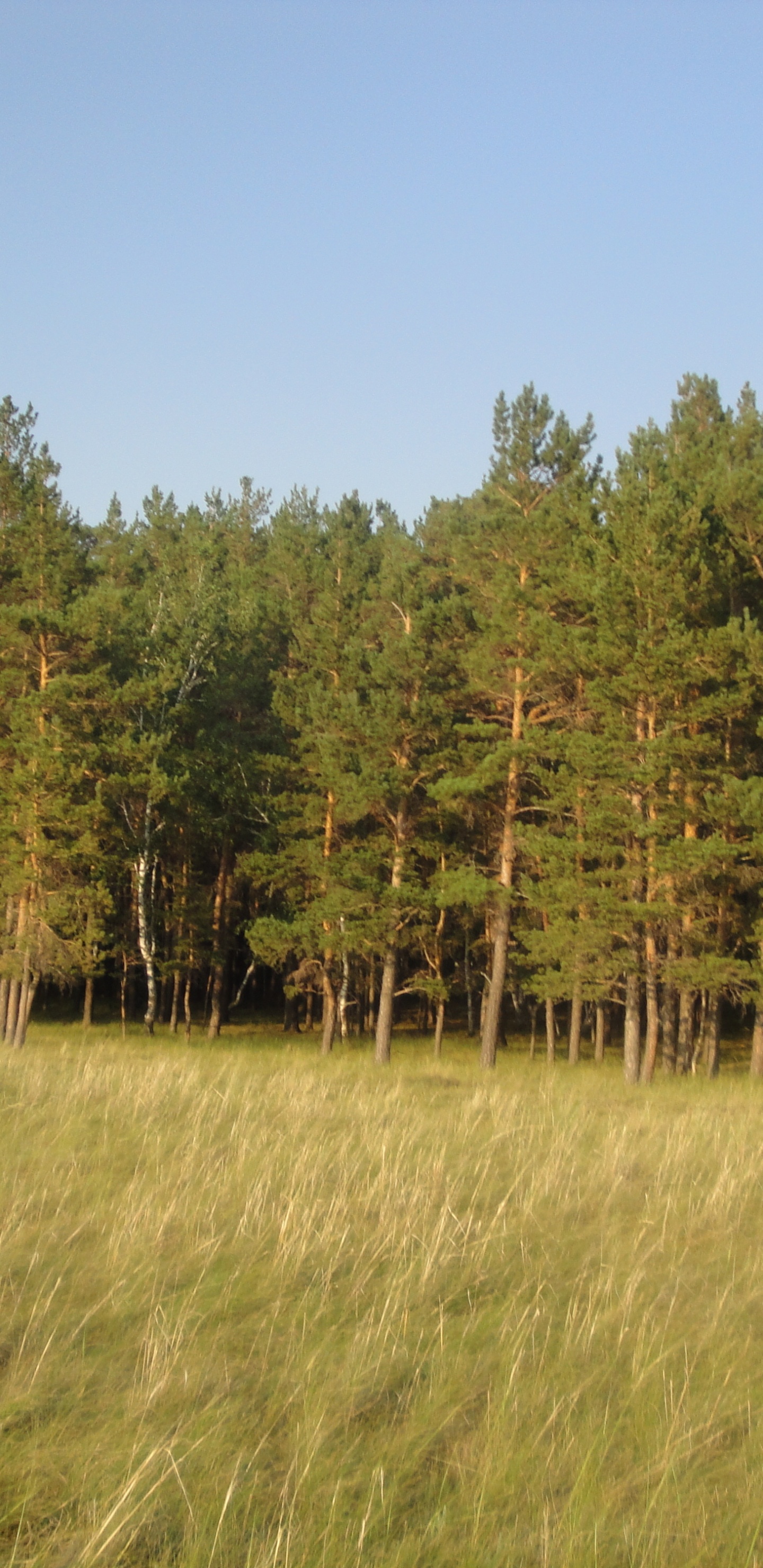 Arbres Verts Sous Ciel Bleu Pendant la Journée. Wallpaper in 1440x2960 Resolution