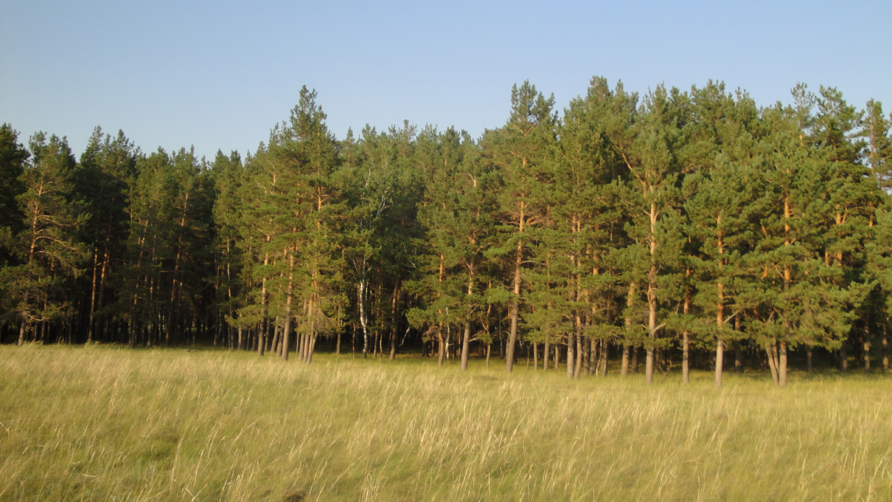 Green Trees Under Blue Sky During Daytime. Wallpaper in 1280x720 Resolution
