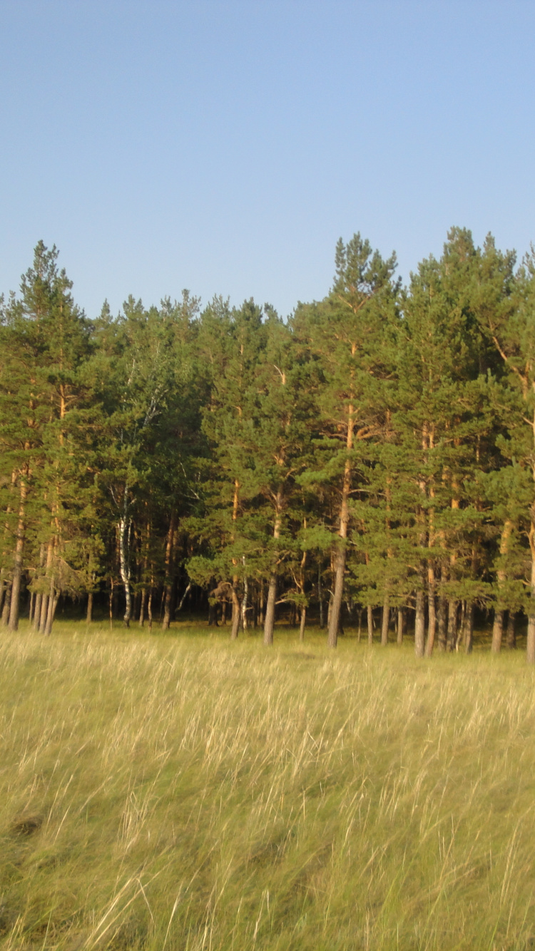 Green Trees Under Blue Sky During Daytime. Wallpaper in 750x1334 Resolution