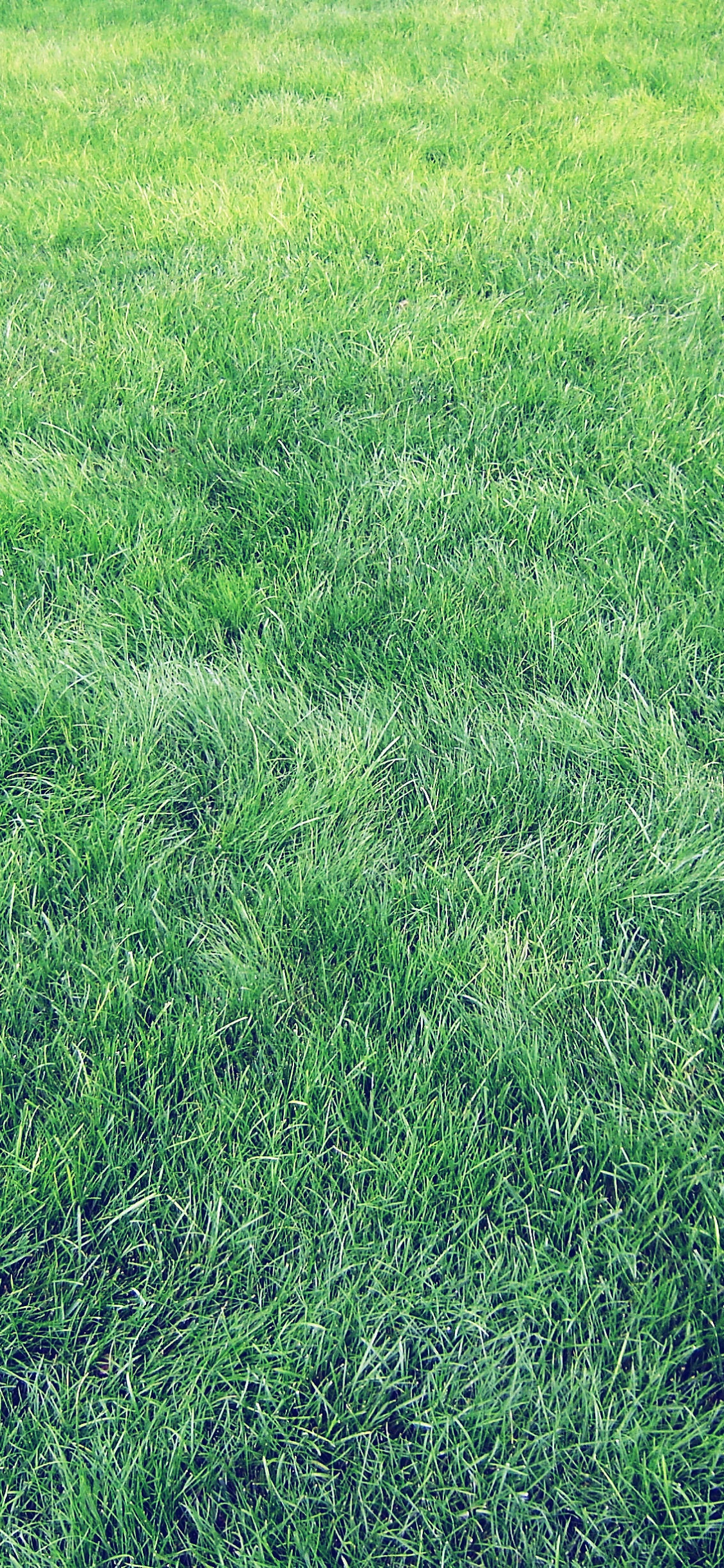 Green Grass Field During Daytime. Wallpaper in 1125x2436 Resolution