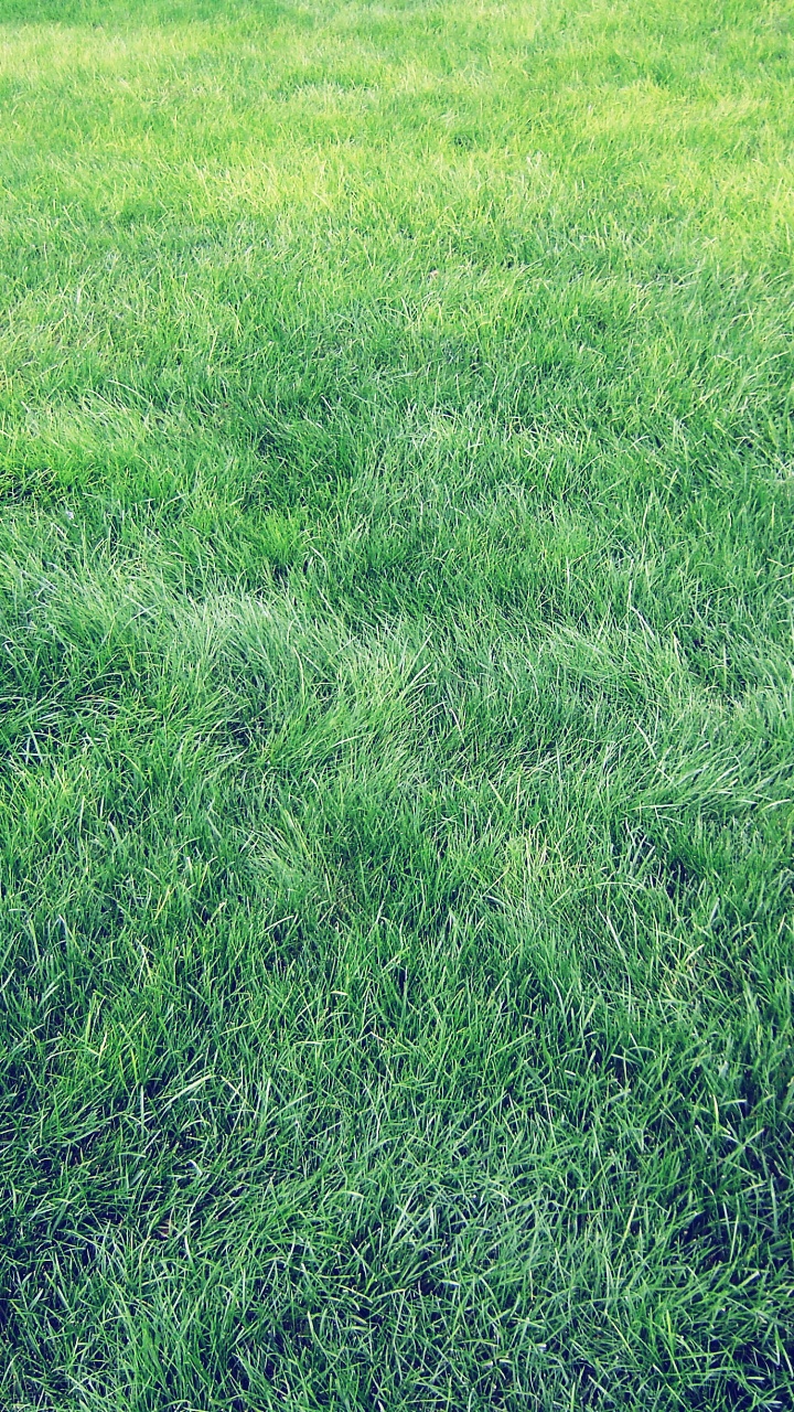 Green Grass Field During Daytime. Wallpaper in 720x1280 Resolution
