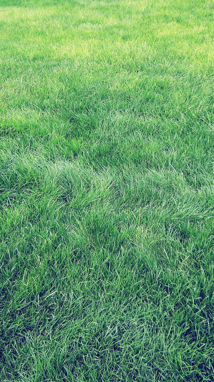 Green Grass Field During Daytime. Wallpaper in 750x1334 Resolution