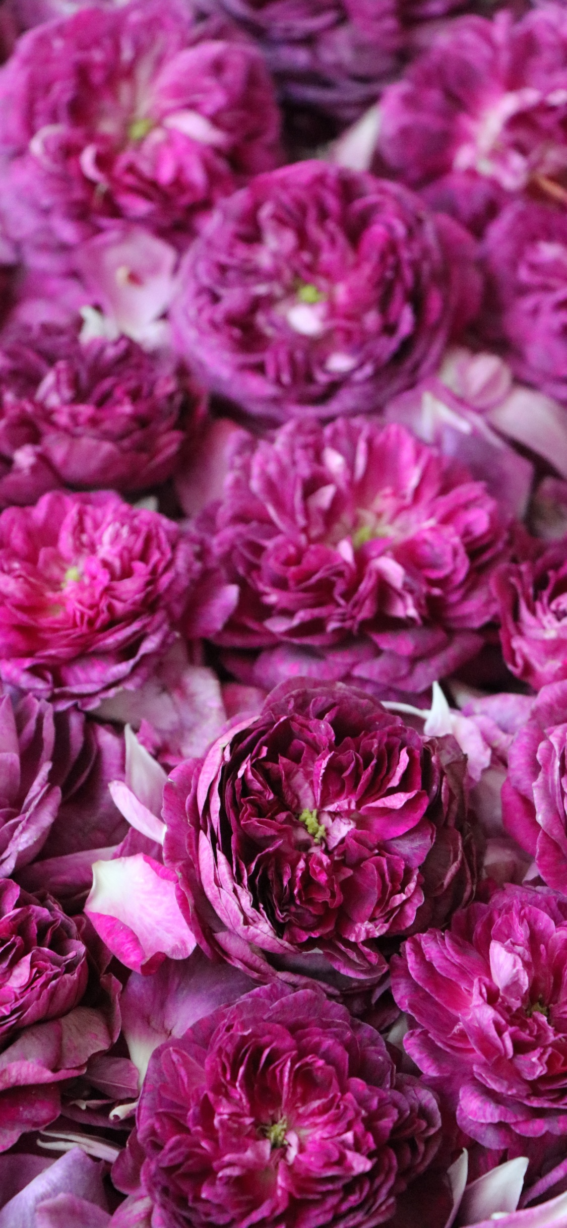 Pink Flower Petals in Close up Photography. Wallpaper in 1125x2436 Resolution