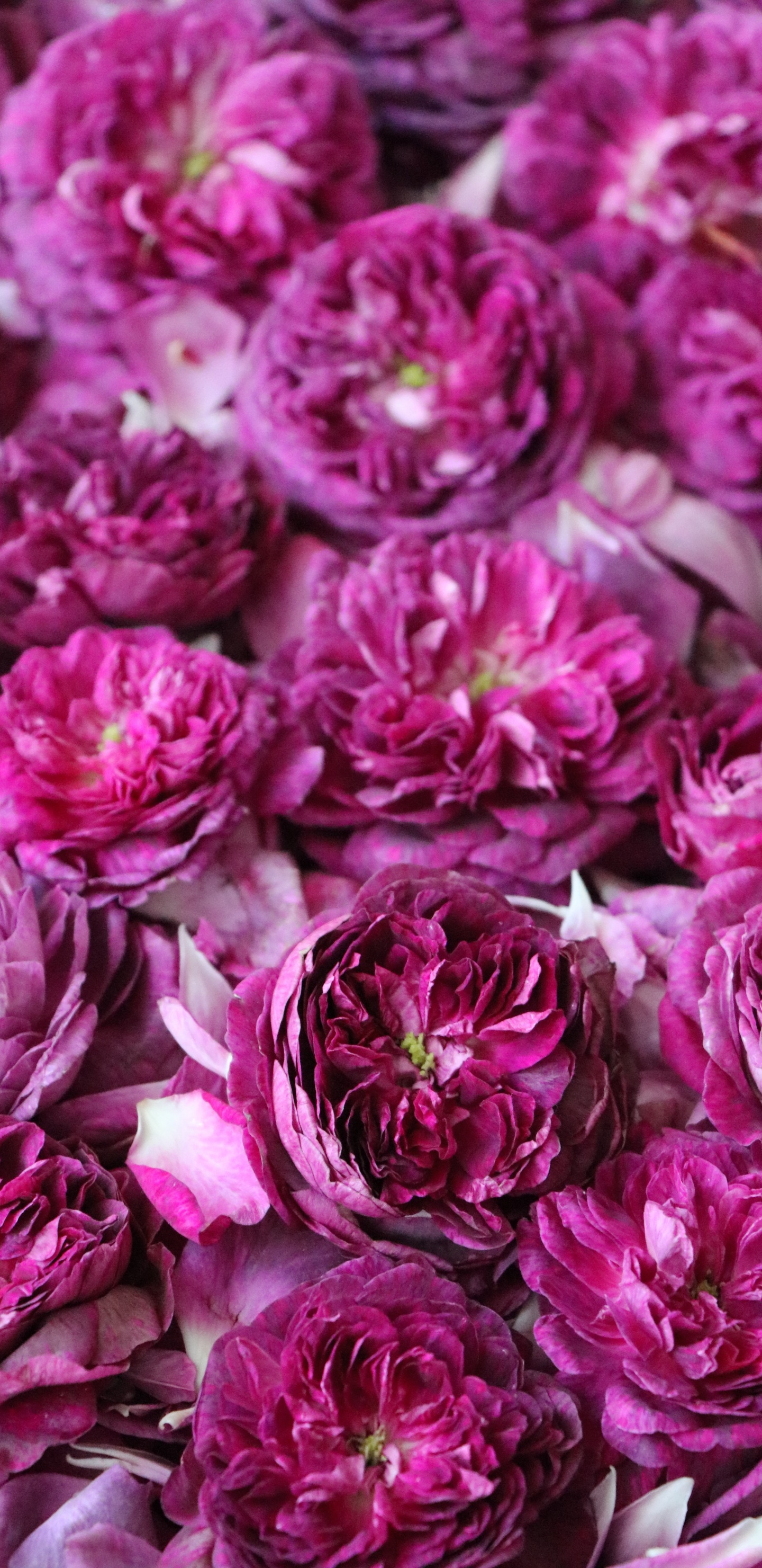 Rosa Blütenblätter in Nahaufnahmen. Wallpaper in 1440x2960 Resolution